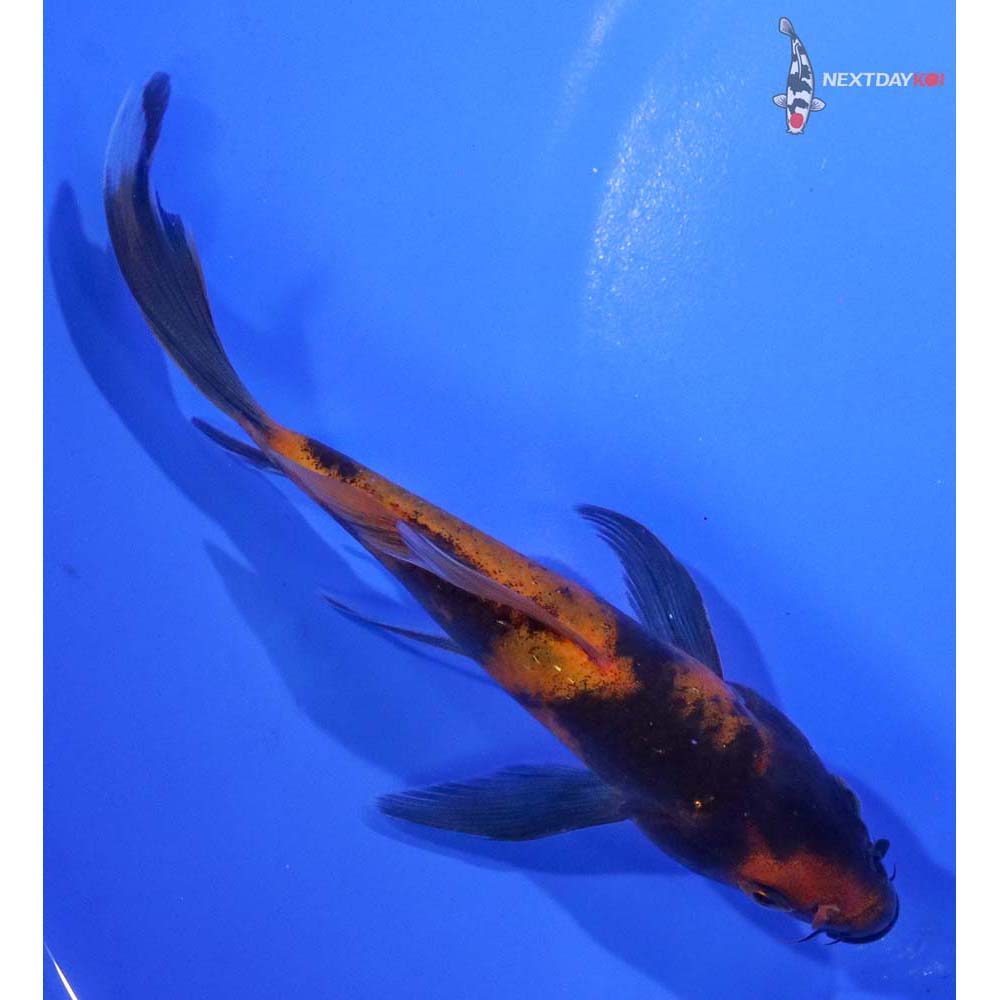 5” Imported Hi Utsuri Butterfly Koi