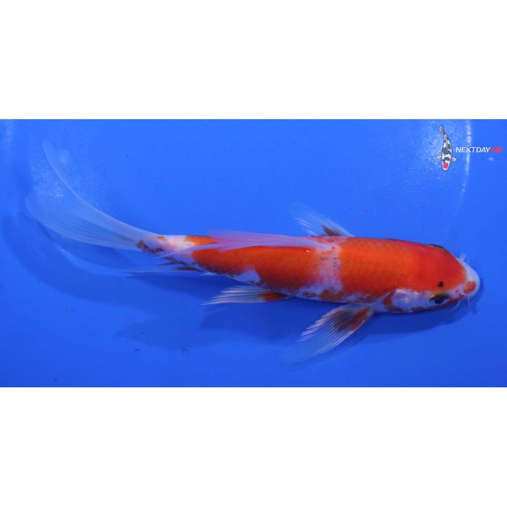 5.5” Imported Kohaku Butterfly Koi