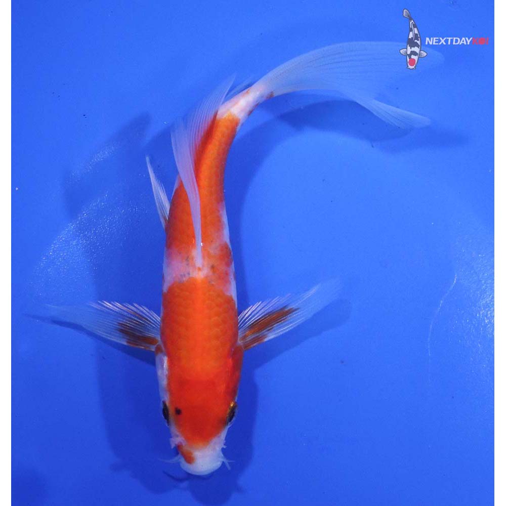 5.5” Imported Kohaku Butterfly Koi