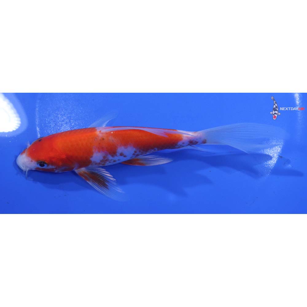 5.5” Imported Kohaku Butterfly Koi