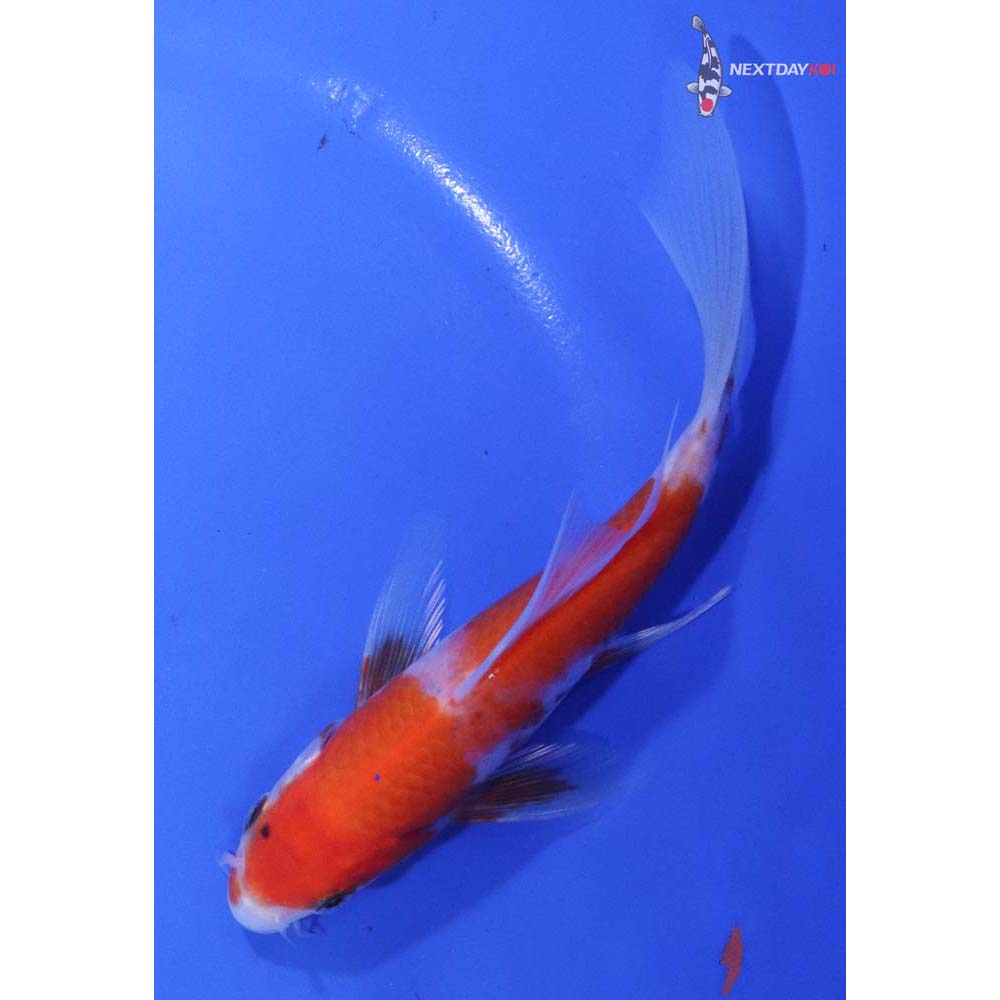 5.5” Imported Kohaku Butterfly Koi