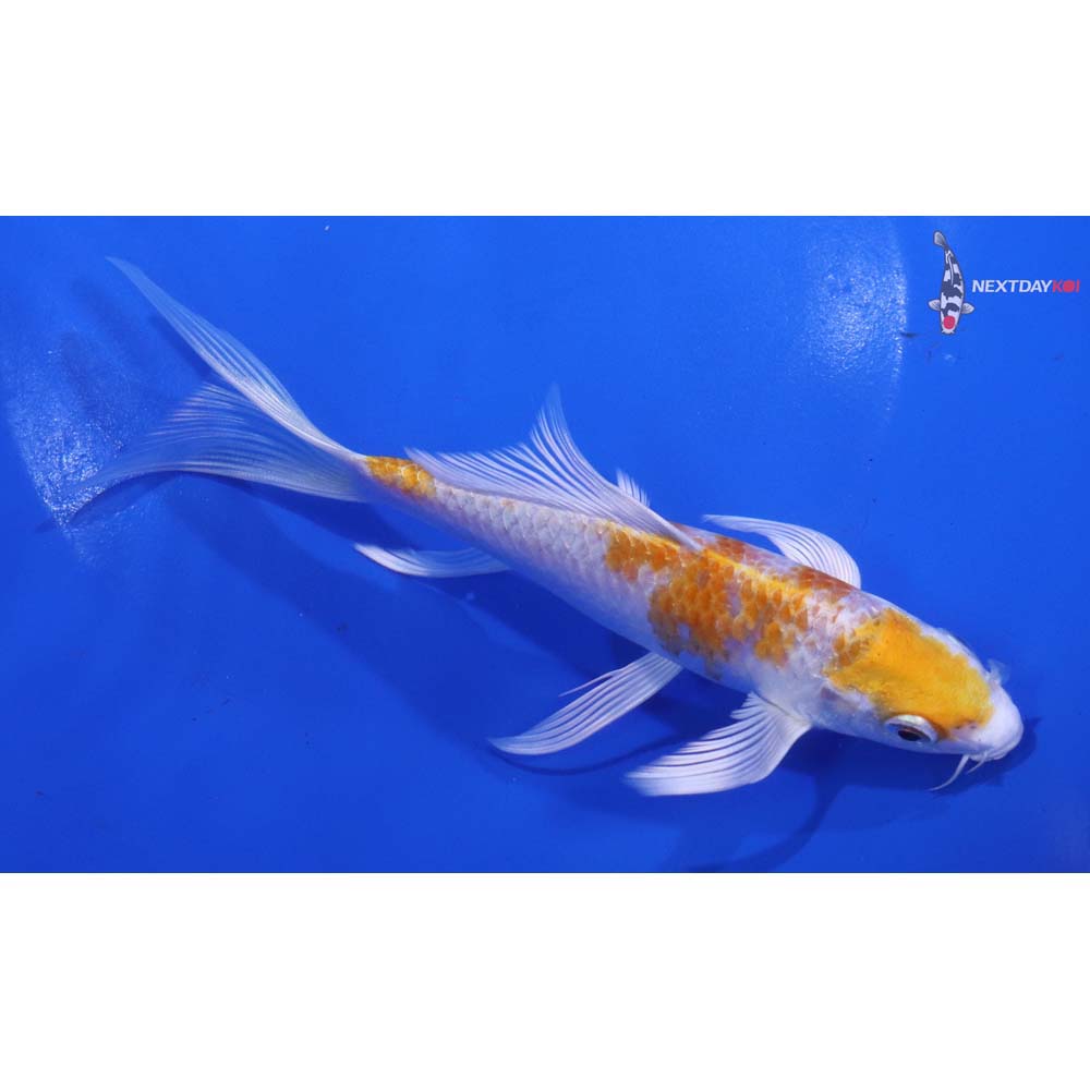 6” Imported Lemon Hariwake Butterfly Koi