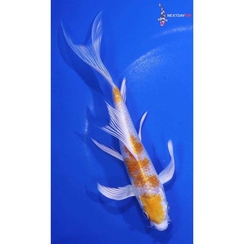 6” Imported Lemon Hariwake Butterfly Koi