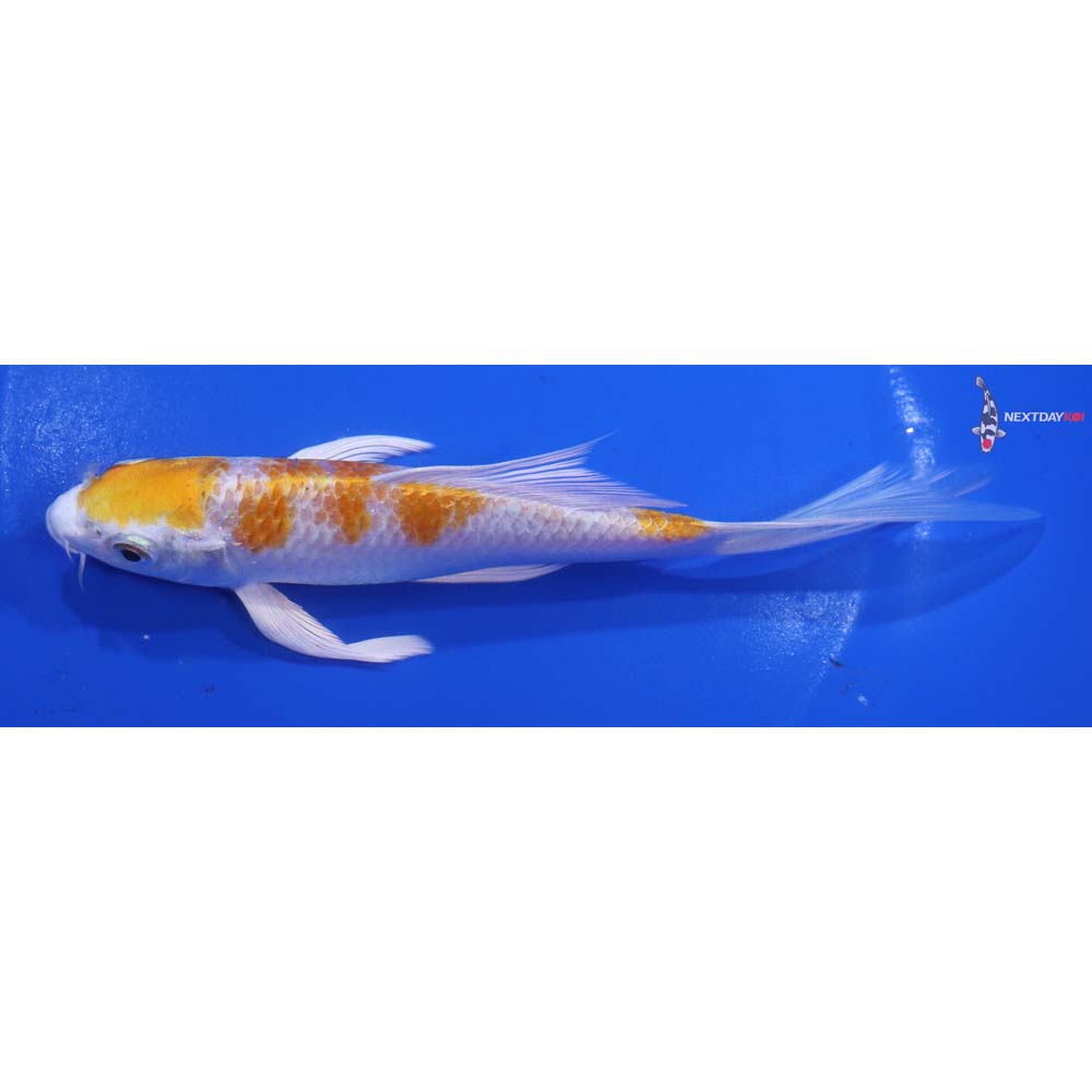 6” Imported Lemon Hariwake Butterfly Koi