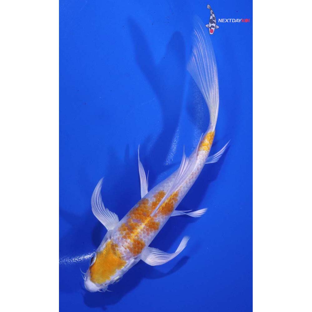 6” Imported Lemon Hariwake Butterfly Koi