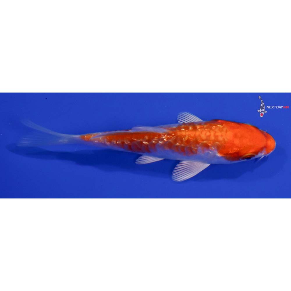 4” Imported Gin Rin Hariwake