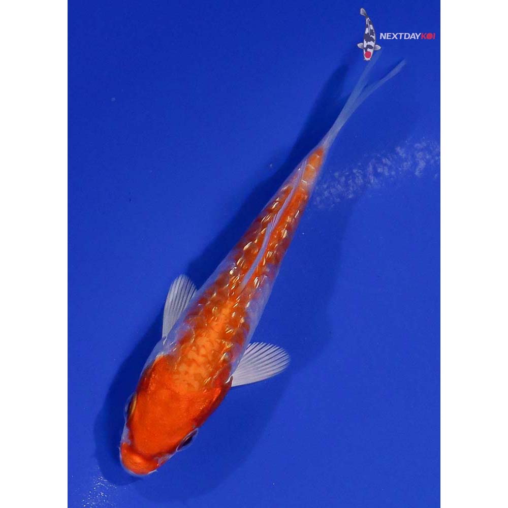 4” Imported Gin Rin Hariwake