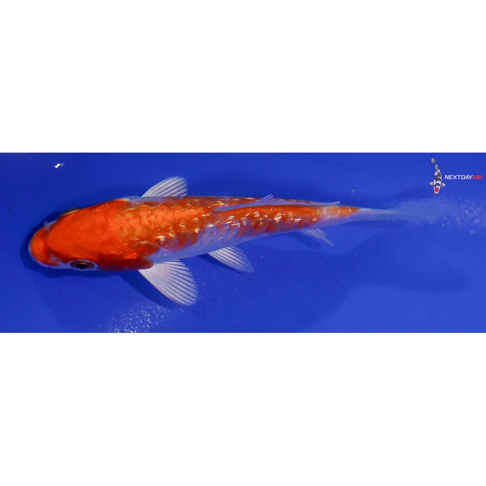 4” Imported Gin Rin Hariwake