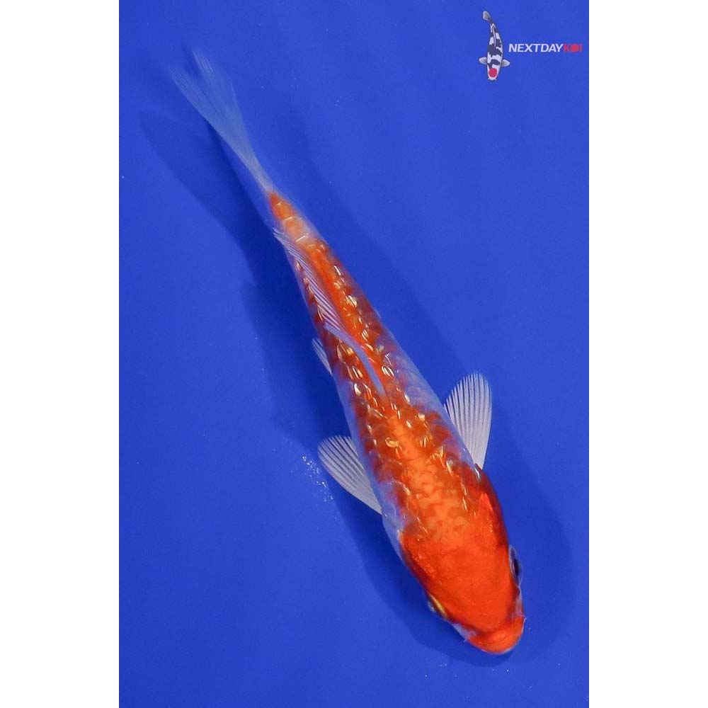 4” Imported Gin Rin Hariwake
