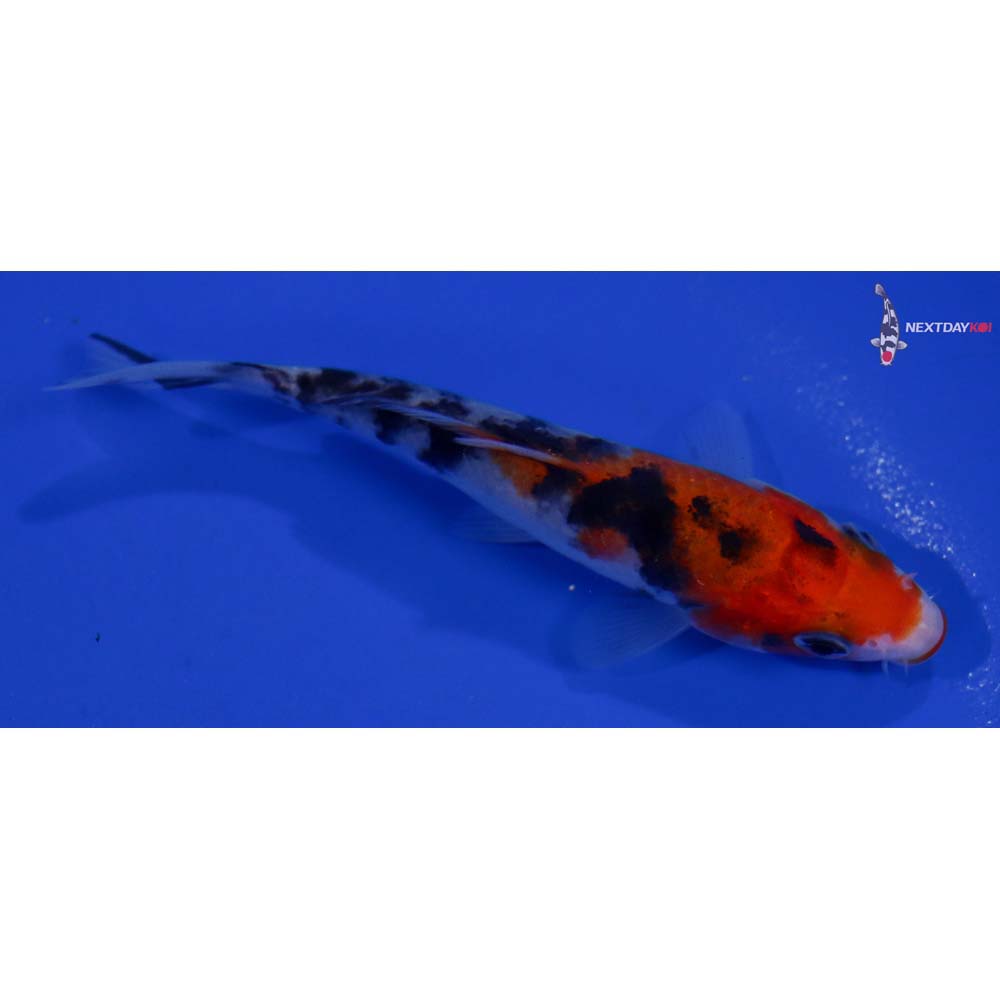 4” Imported Sanke