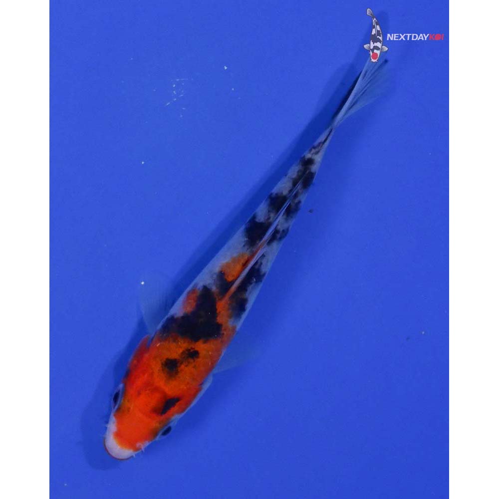 4” Imported Sanke