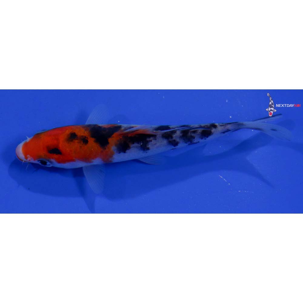 4” Imported Sanke