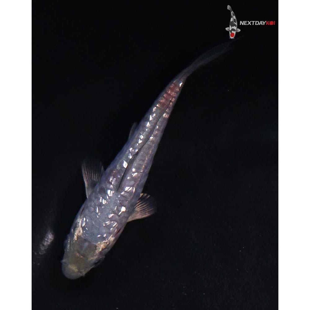 4” Imported Gin Rin Ochiba Shigure