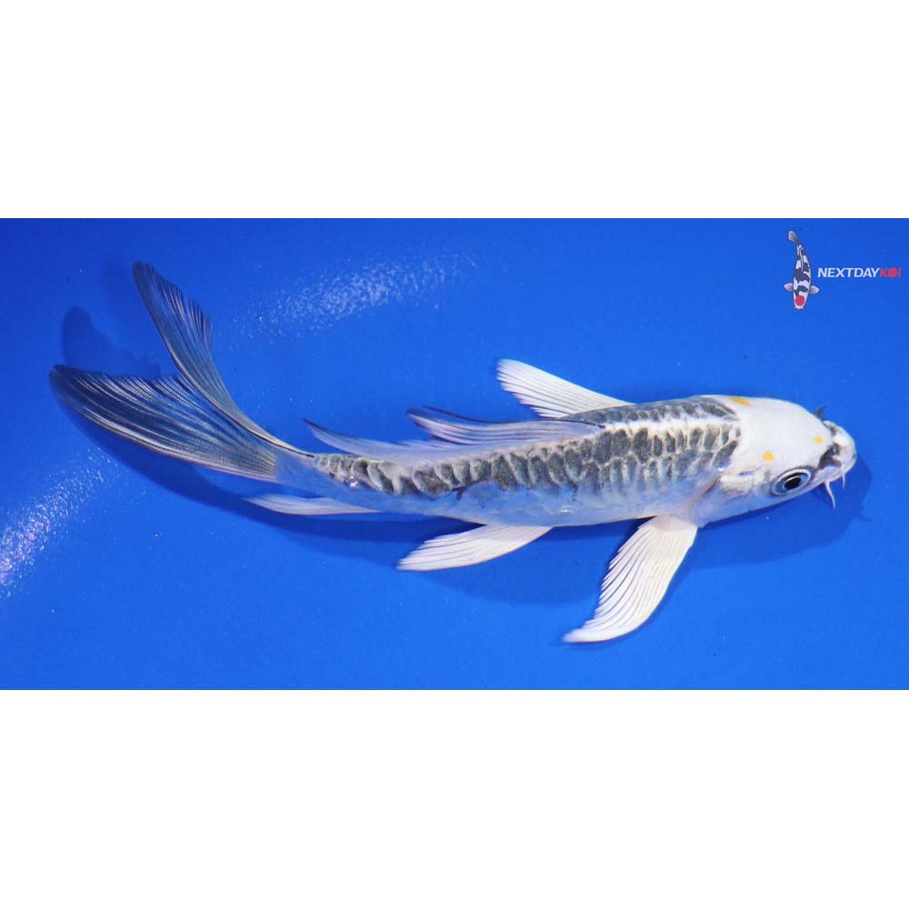 5” Imported Doitsu Kujaku Butterfly Koi