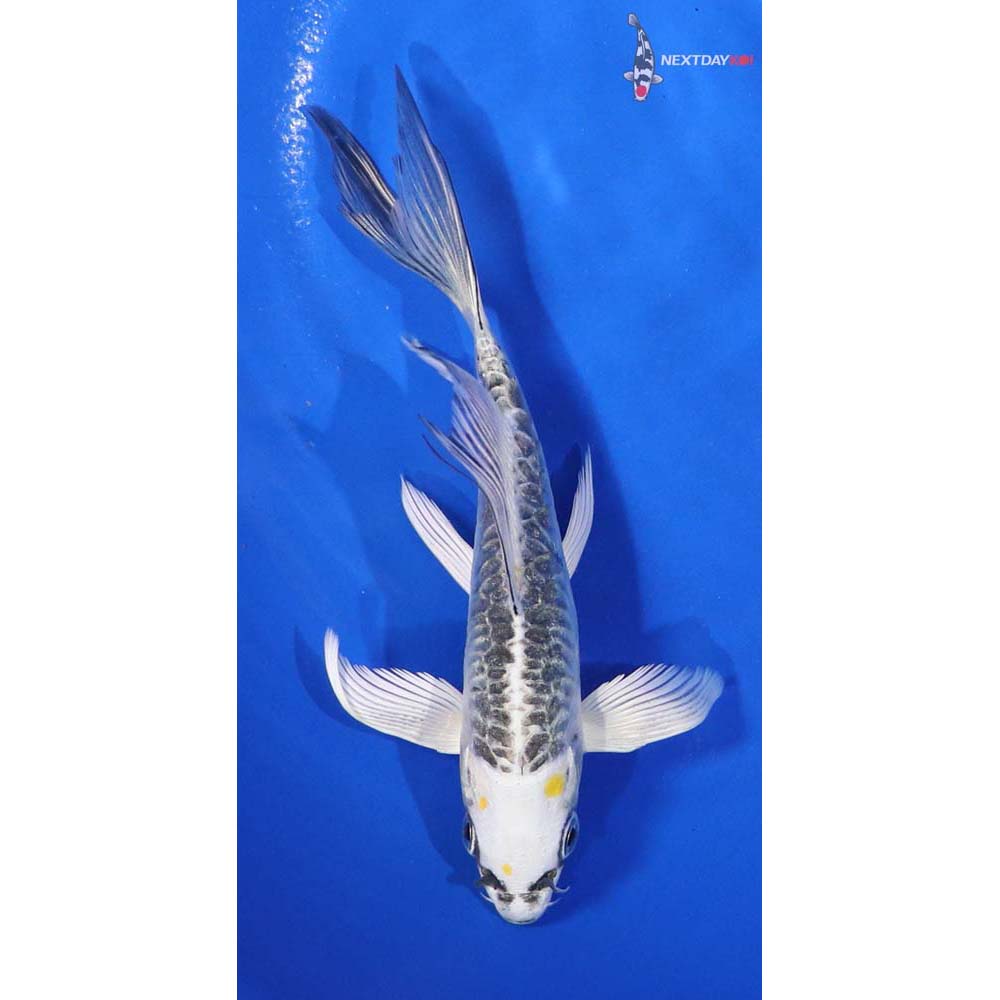 5” Imported Doitsu Kujaku Butterfly Koi