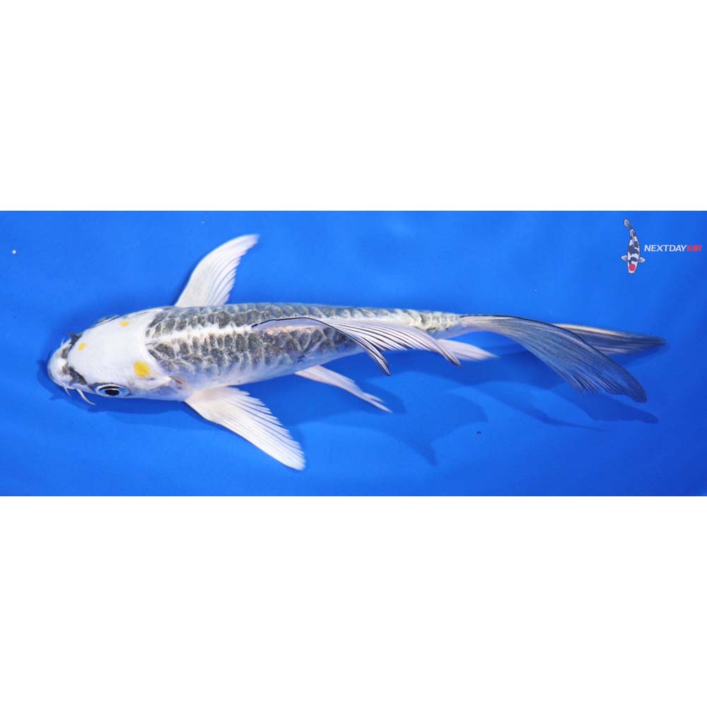 5” Imported Doitsu Kujaku Butterfly Koi