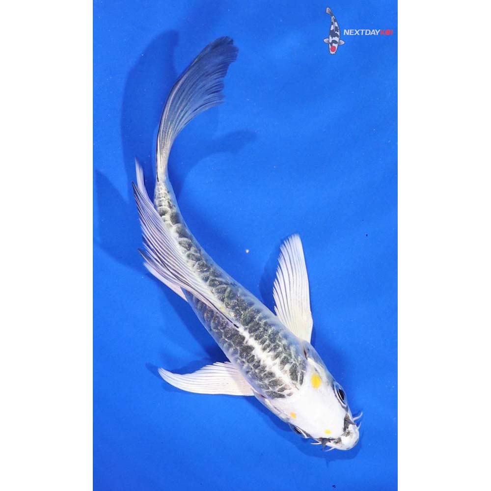 5” Imported Doitsu Kujaku Butterfly Koi