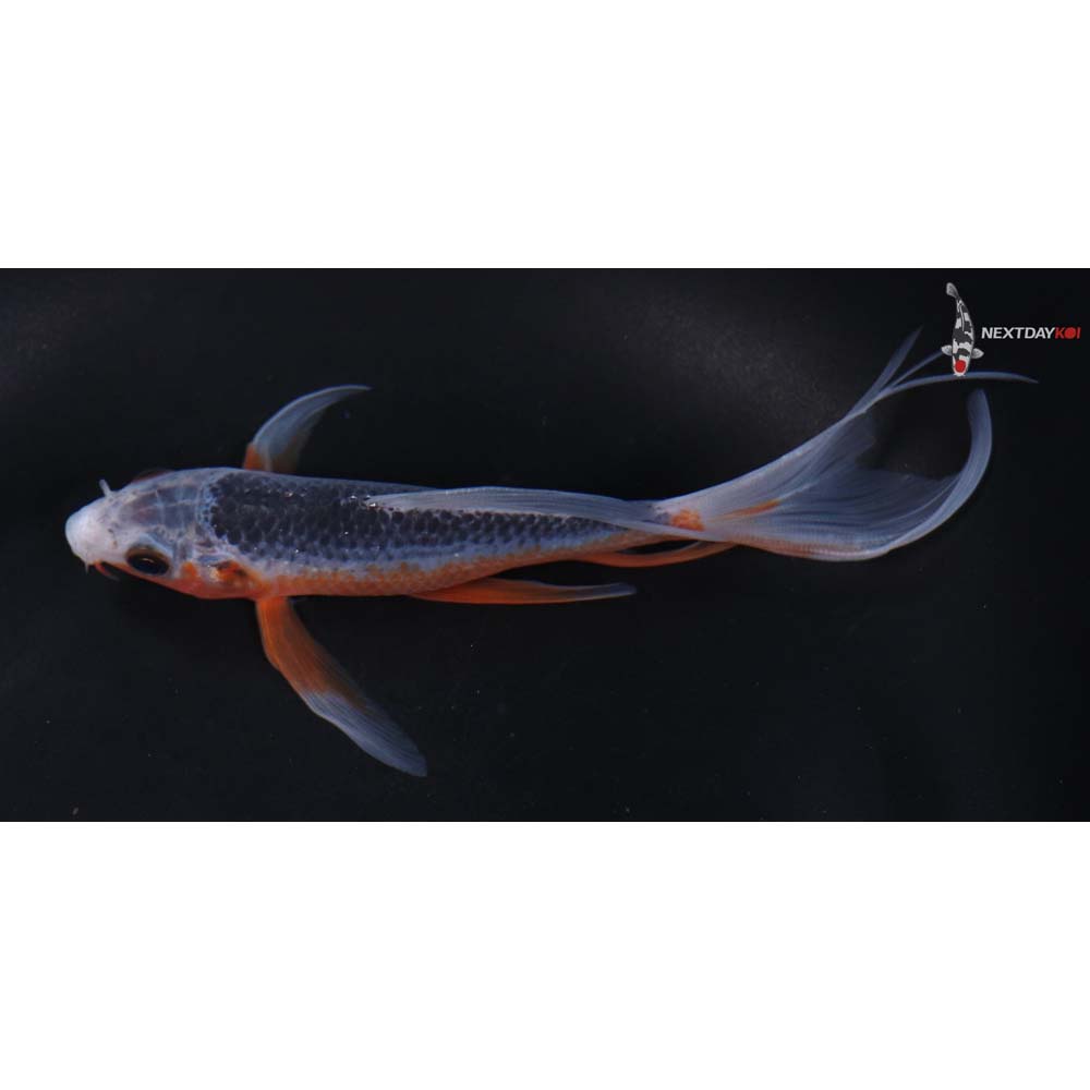 5.5” Imported Asagi Butterfly Koi