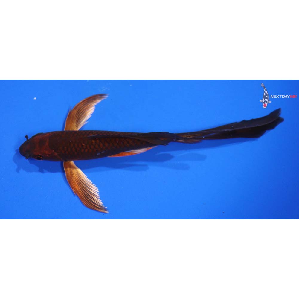 6” Imported Chagoi Butterfly Koi