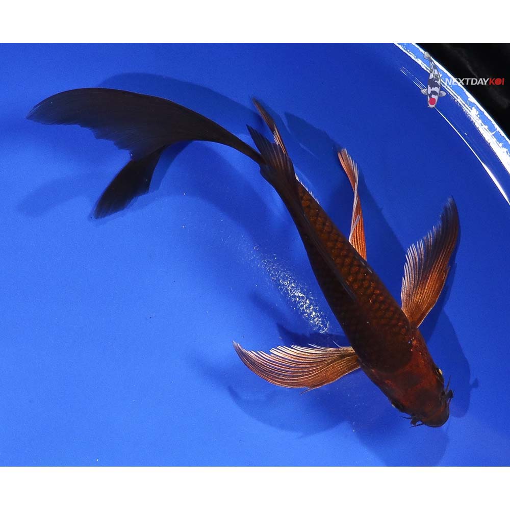 6” Imported Chagoi Butterfly Koi