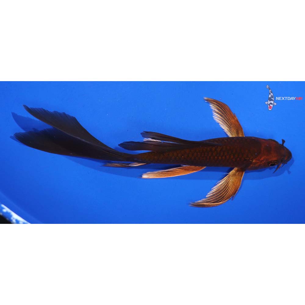 6” Imported Chagoi Butterfly Koi