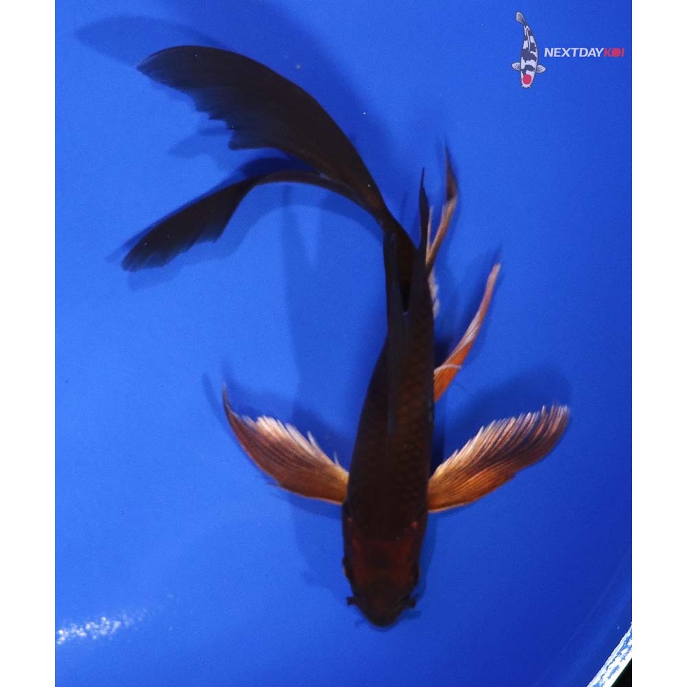 6” Imported Chagoi Butterfly Koi
