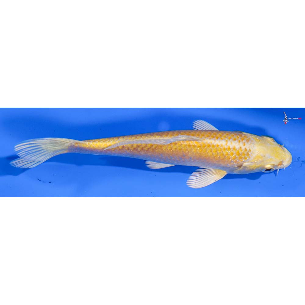 5” Imported Yamabuki Ogon