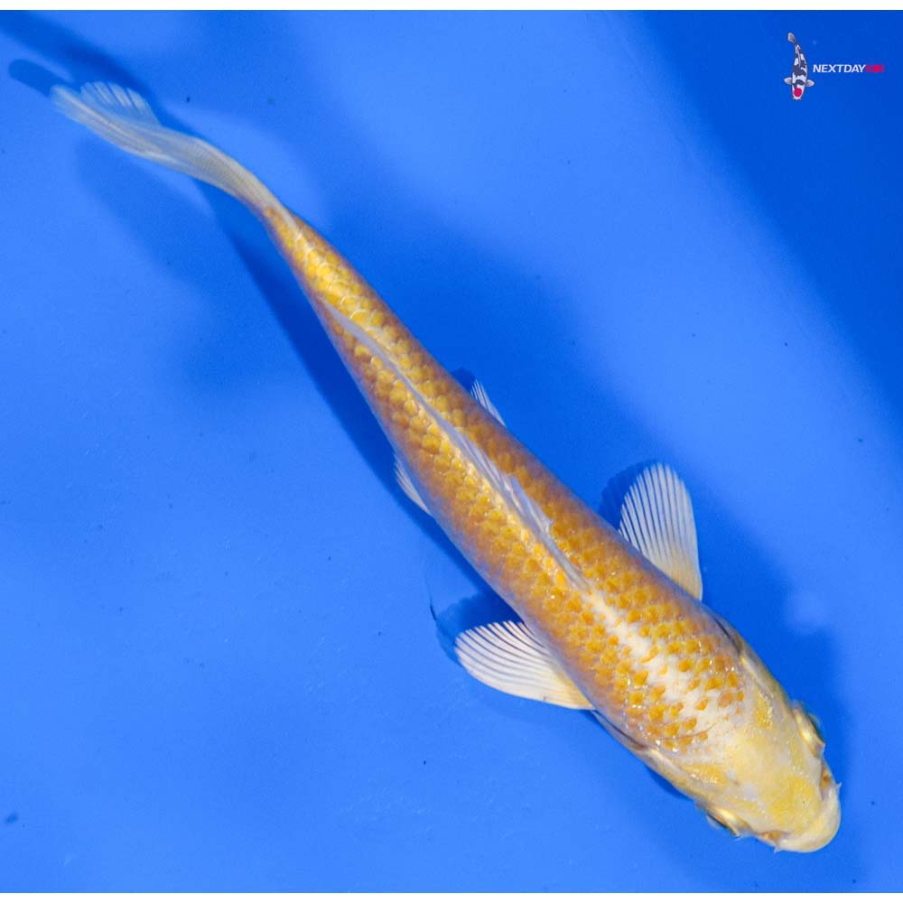 5” Imported Yamabuki Ogon