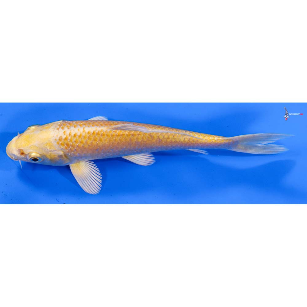 5” Imported Yamabuki Ogon