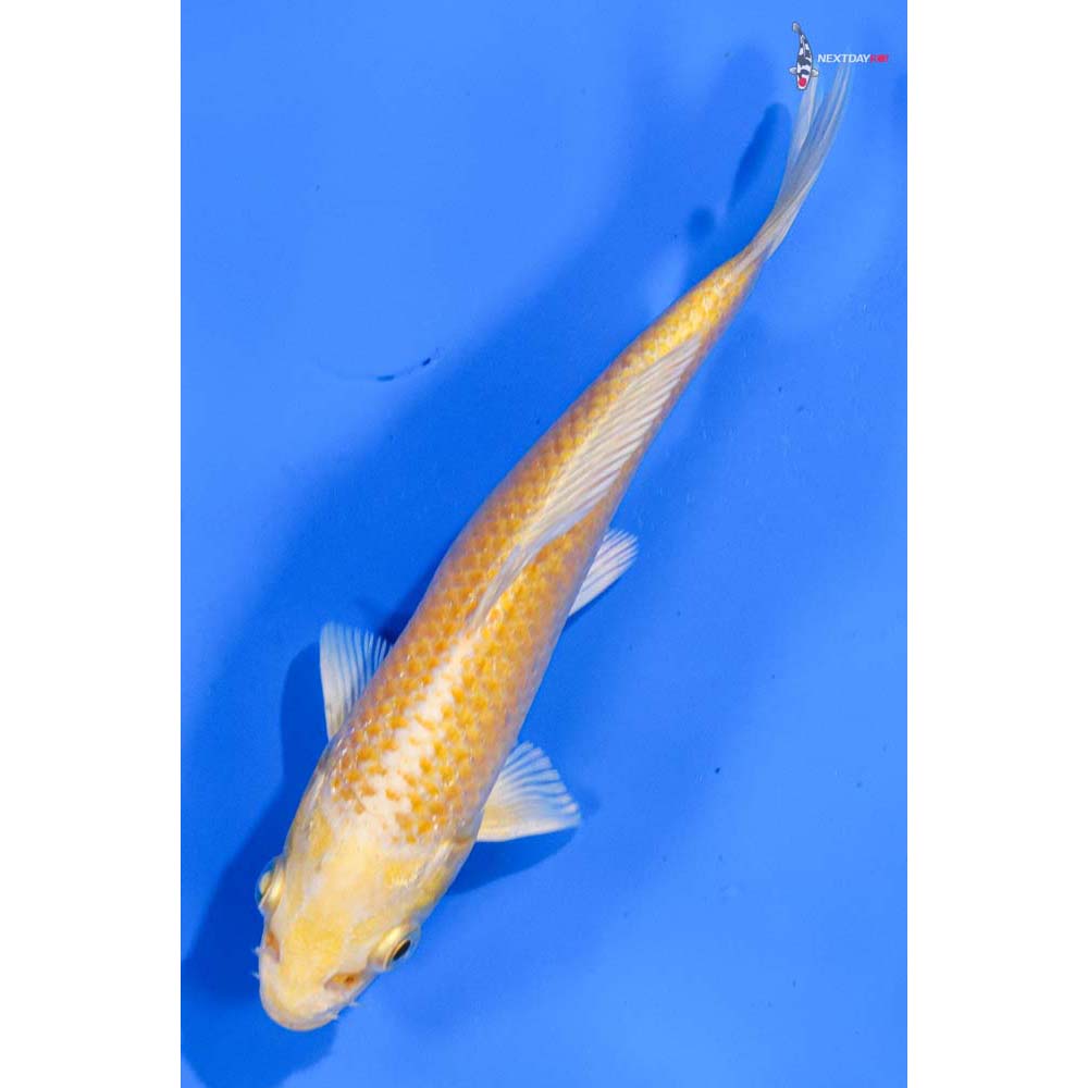 5” Imported Yamabuki Ogon