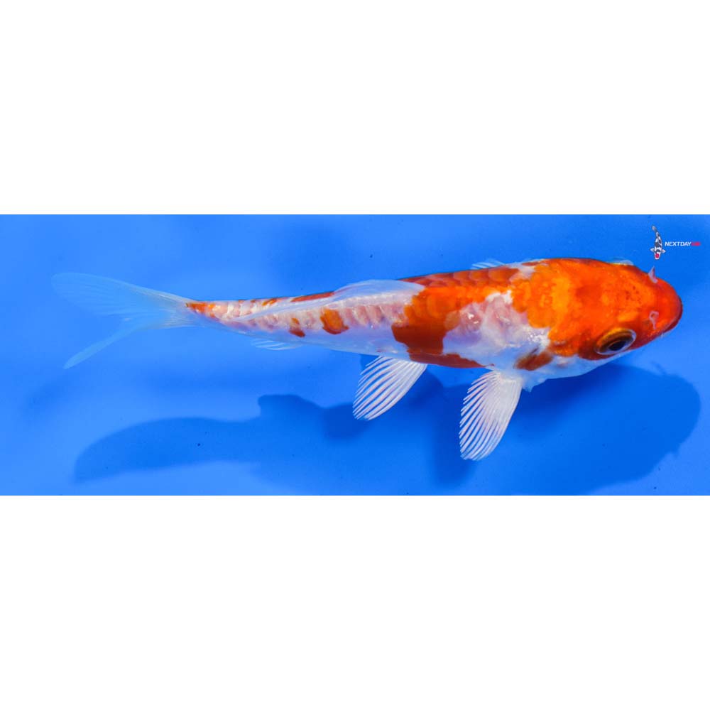 5” Imported Kikusui