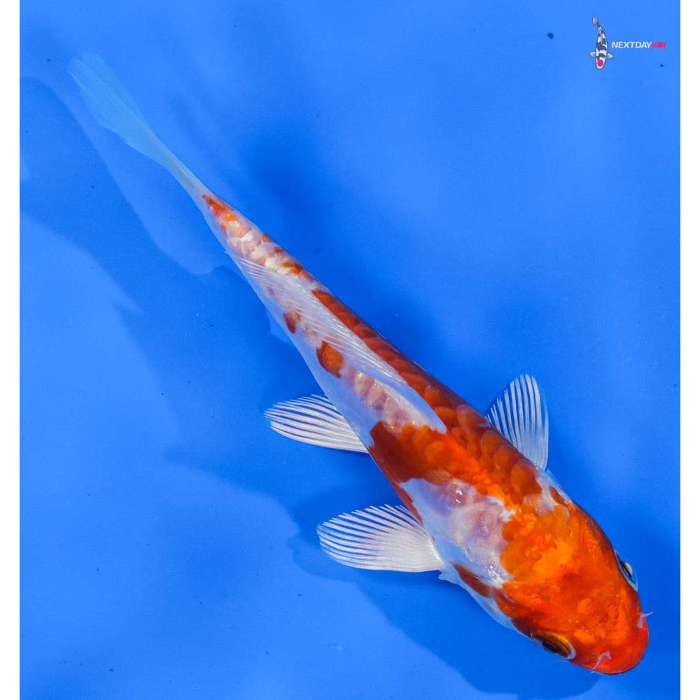 5” Imported Kikusui