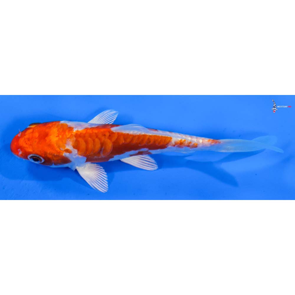 5” Imported Kikusui