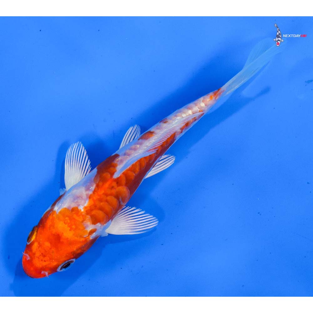 5” Imported Kikusui
