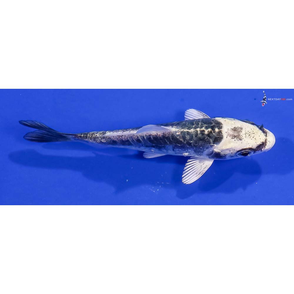3.5” Imported Kikokuryu