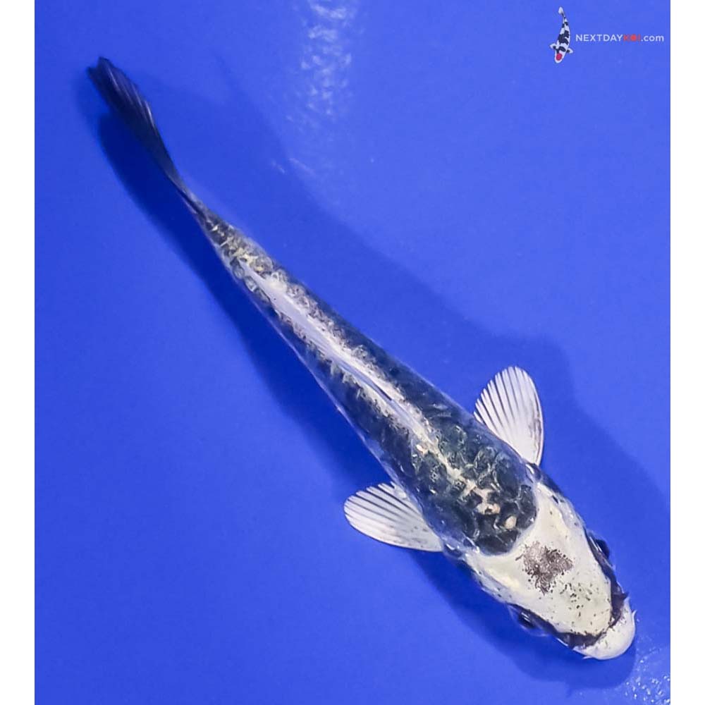 3.5” Imported Kikokuryu