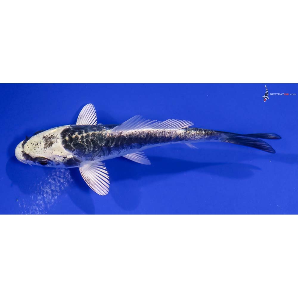 3.5” Imported Kikokuryu