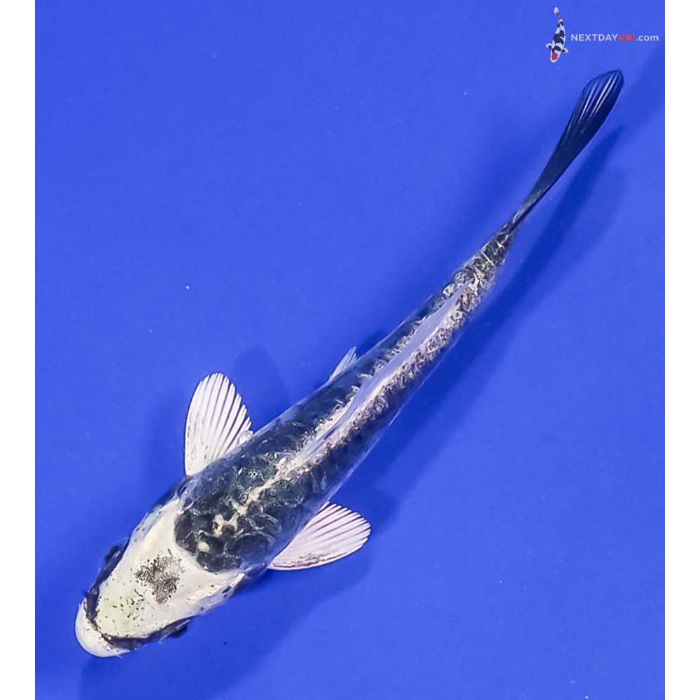 3.5” Imported Kikokuryu