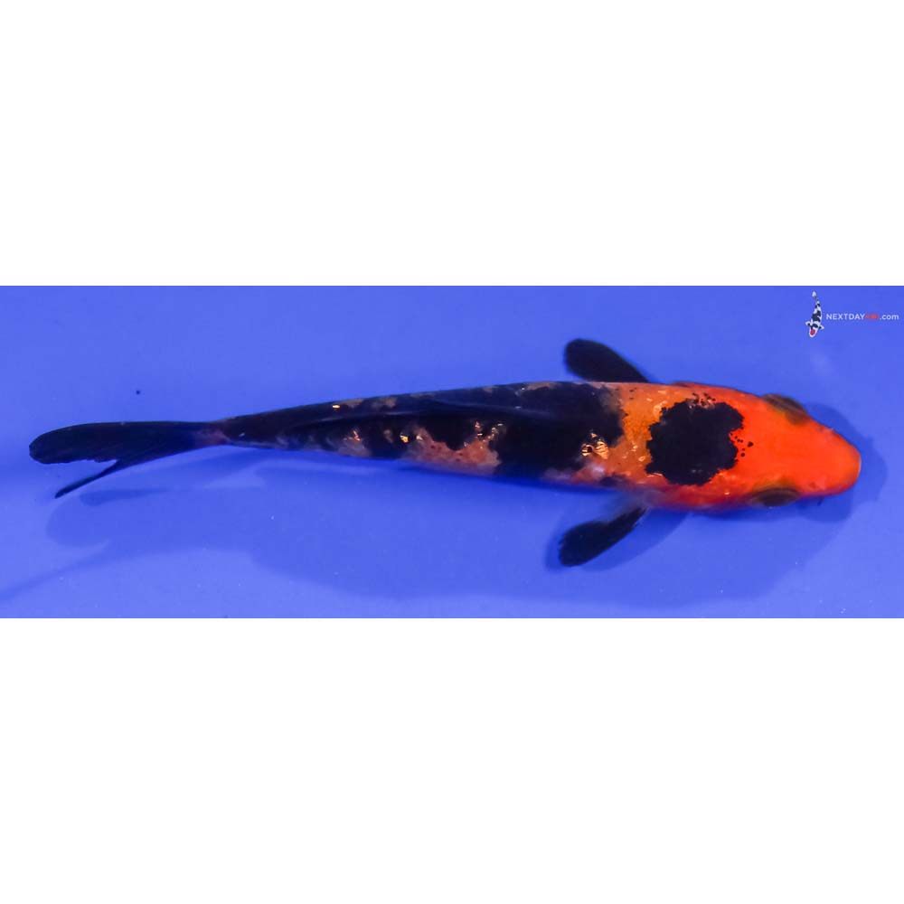 3.5” Imported Gin Rin Aka Bekko