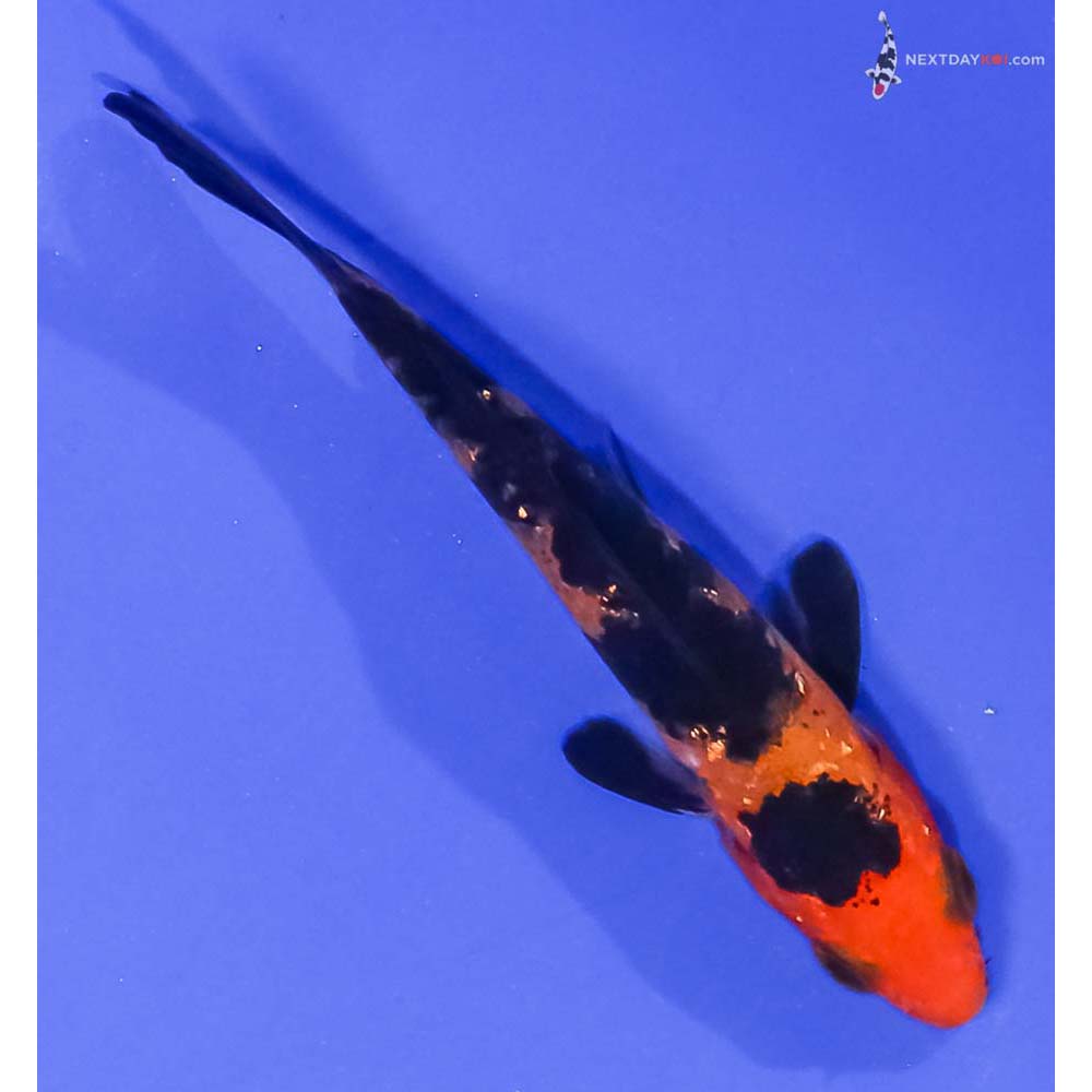 3.5” Imported Gin Rin Aka Bekko
