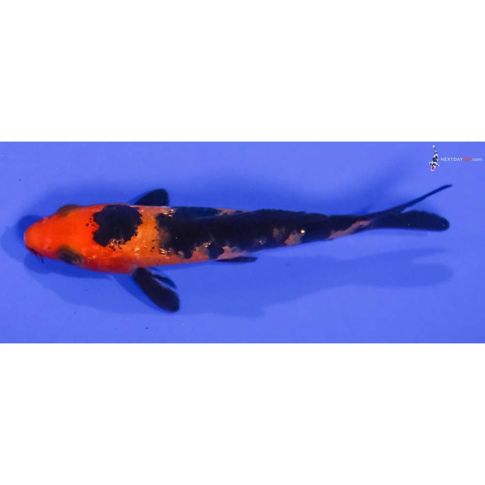 3.5” Imported Gin Rin Aka Bekko
