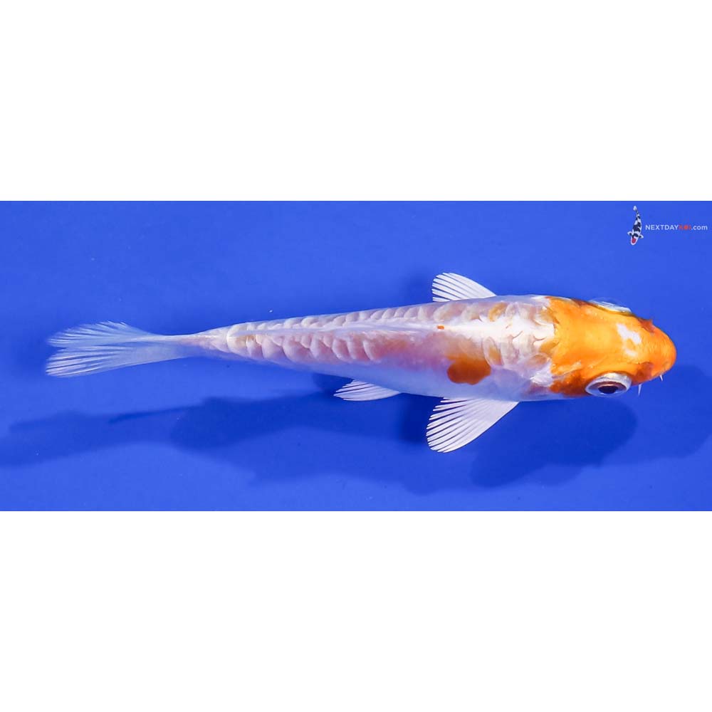 3” Imported Kikusui