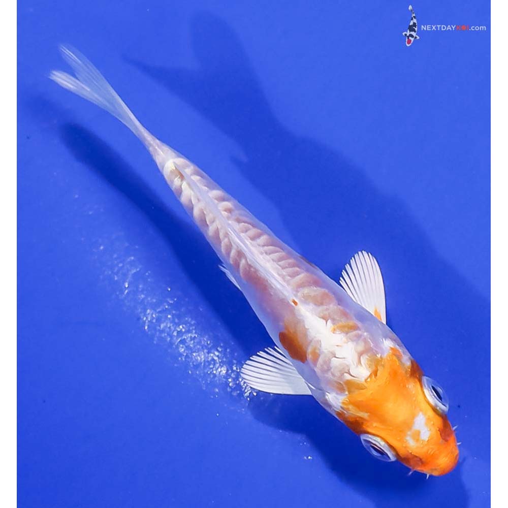 3” Imported Kikusui
