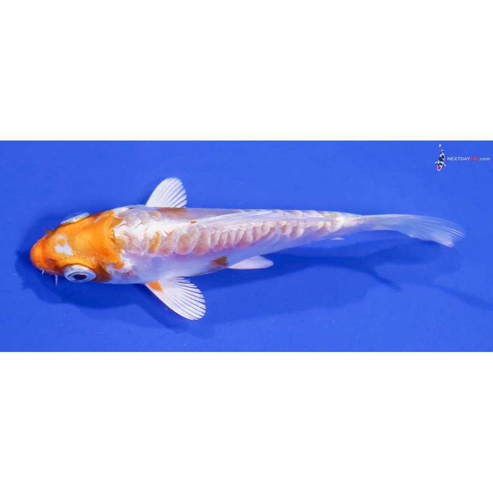 3” Imported Kikusui