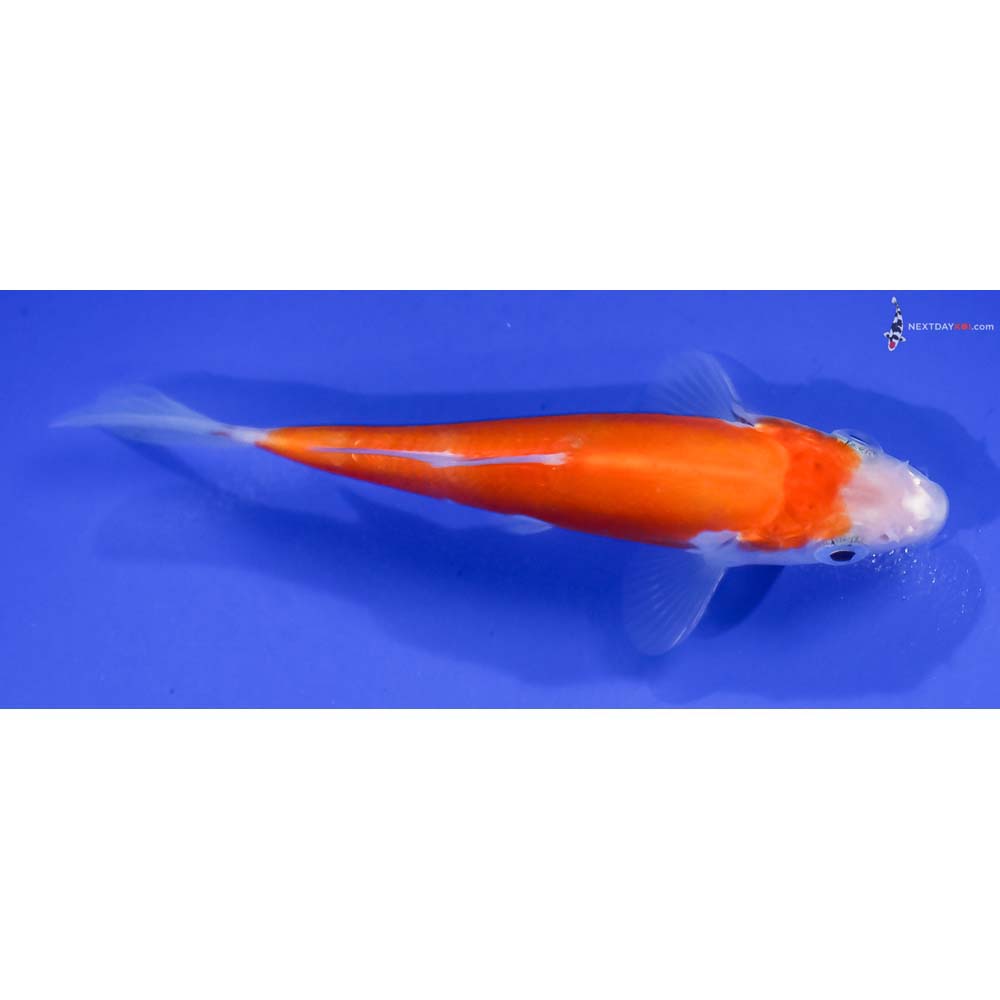 4.5” Imported Doitsu Kohaku