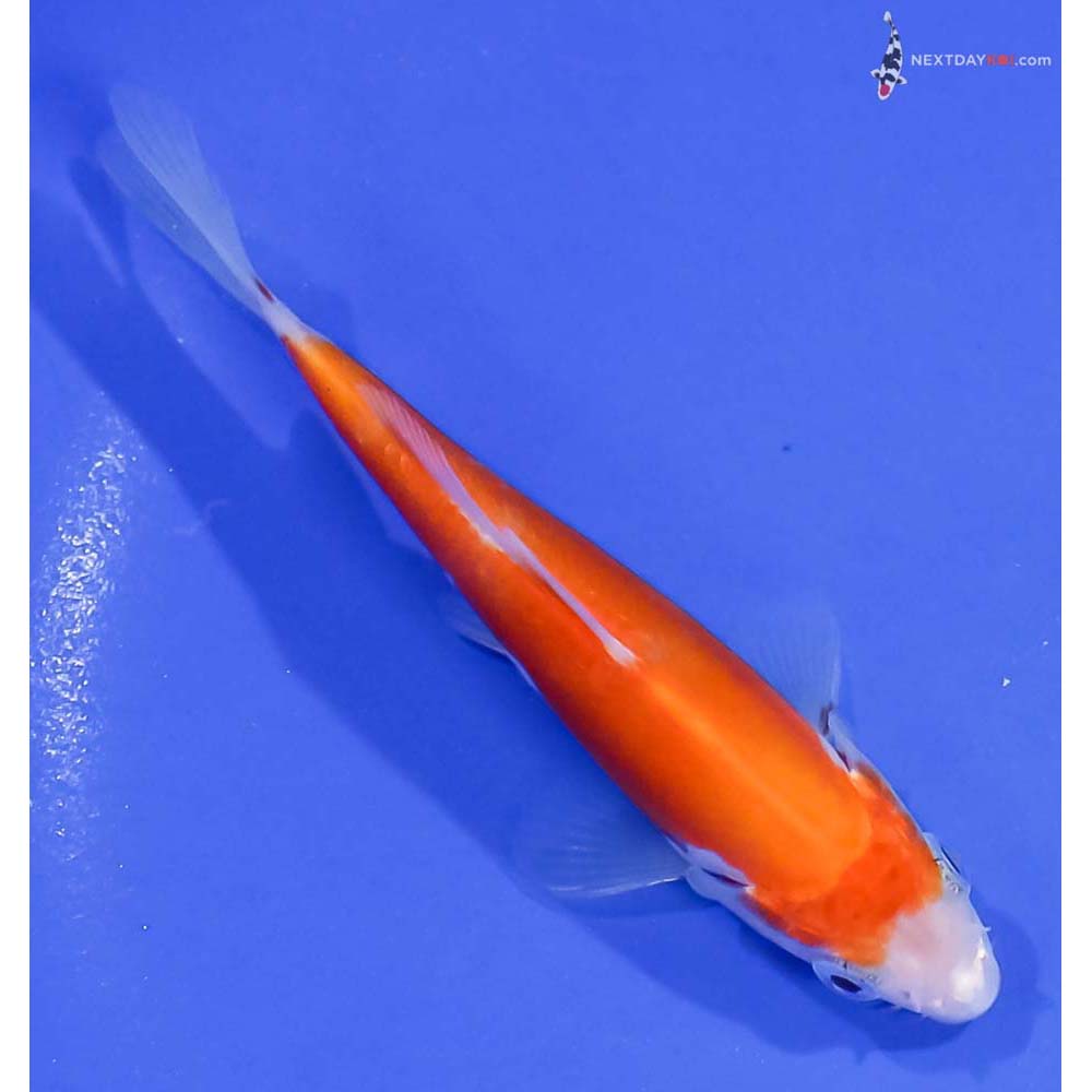 4.5” Imported Doitsu Kohaku