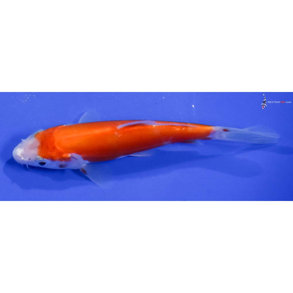 4.5” Imported Doitsu Kohaku