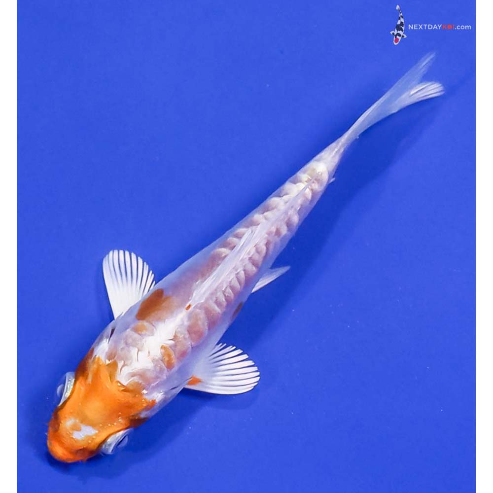 3” Imported Kikusui