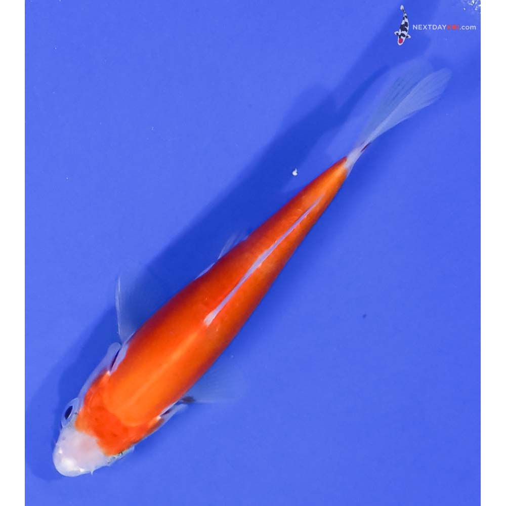 4.5” Imported Doitsu Kohaku