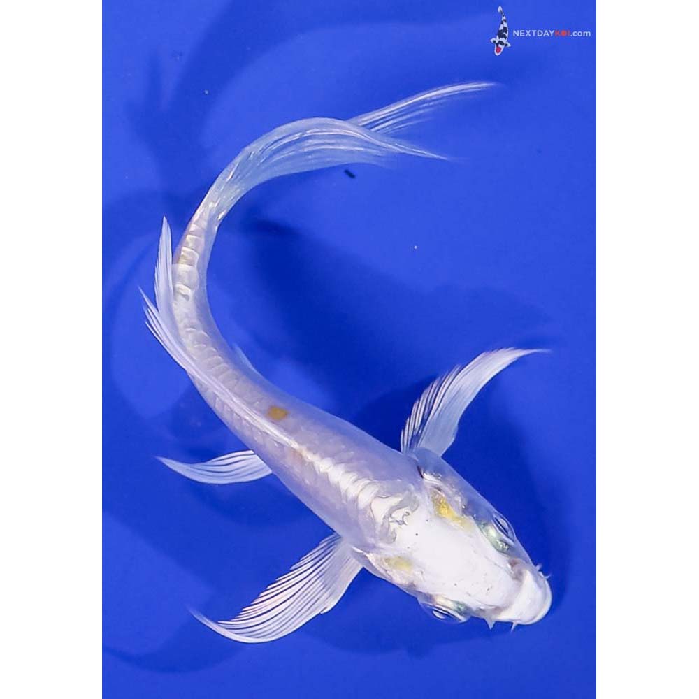 3.5” Imported Doitsu Lemon Hariwake Butterfly Koi